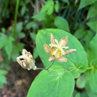下山口に不思議な花🌸が⁉️なんとかホトトギス🤔　→    タマガワホトトギスと、教えていただきました😃