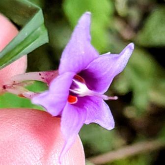 お花は　思っていた以上に　小さく　見落としそうでした😊