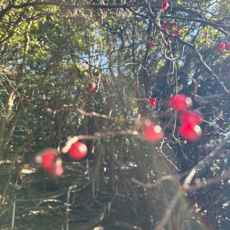 赤い実かわいい❤️