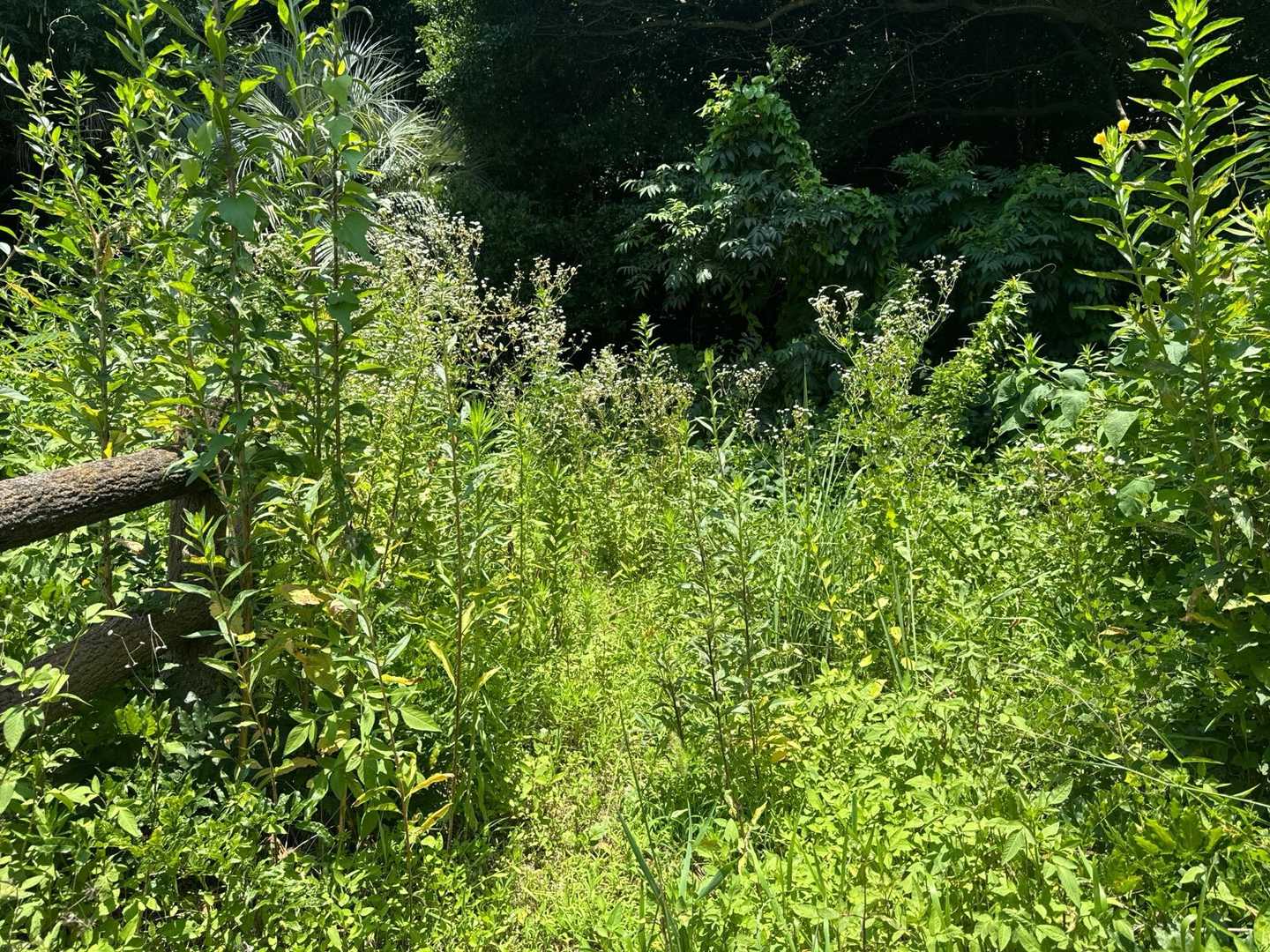 階段登り切ると　この雑草🌱

でも、踏み跡はある❗️
確かに知らなければ　絶対通らないね😓