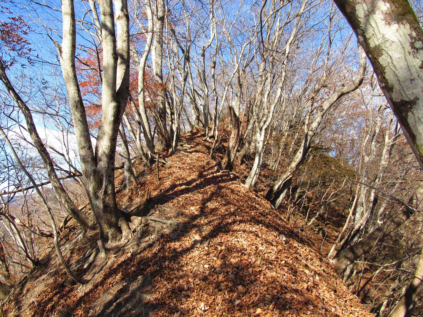 大屋山 往復コースの写真