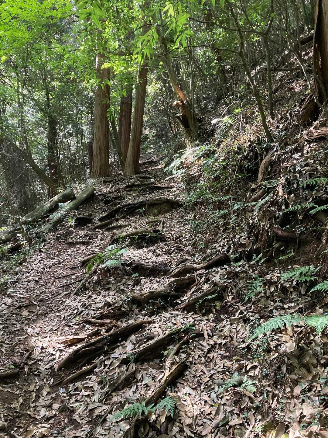 道の駅　かつら-東登山口-御前山-西登山口 周回コースの写真