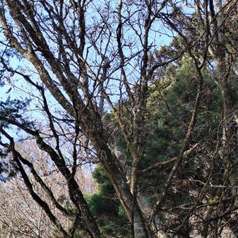 画面約中央にキツツキがいました。わかるかな〜