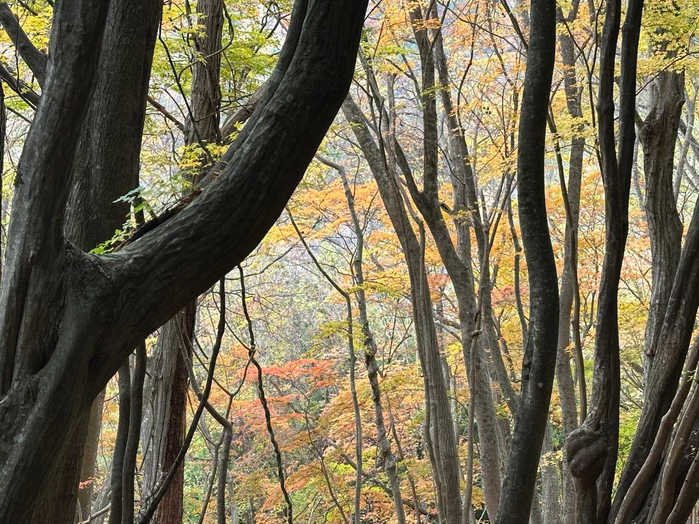 大室山 往復コースの写真