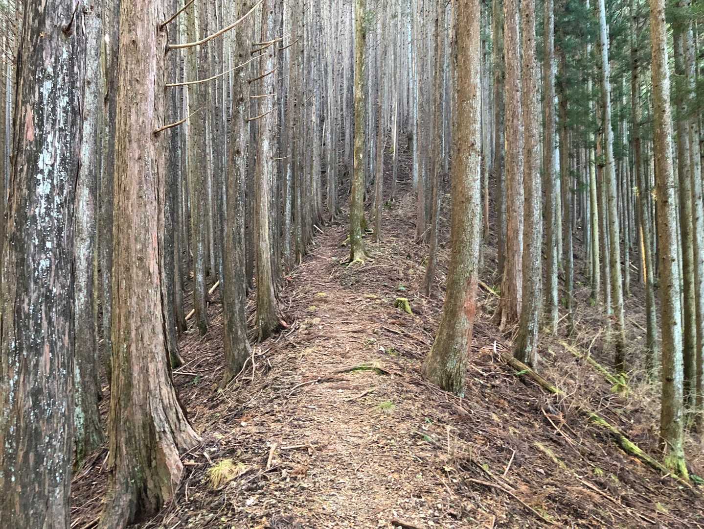 尾根に出ました〜