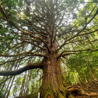 一本杉🌳