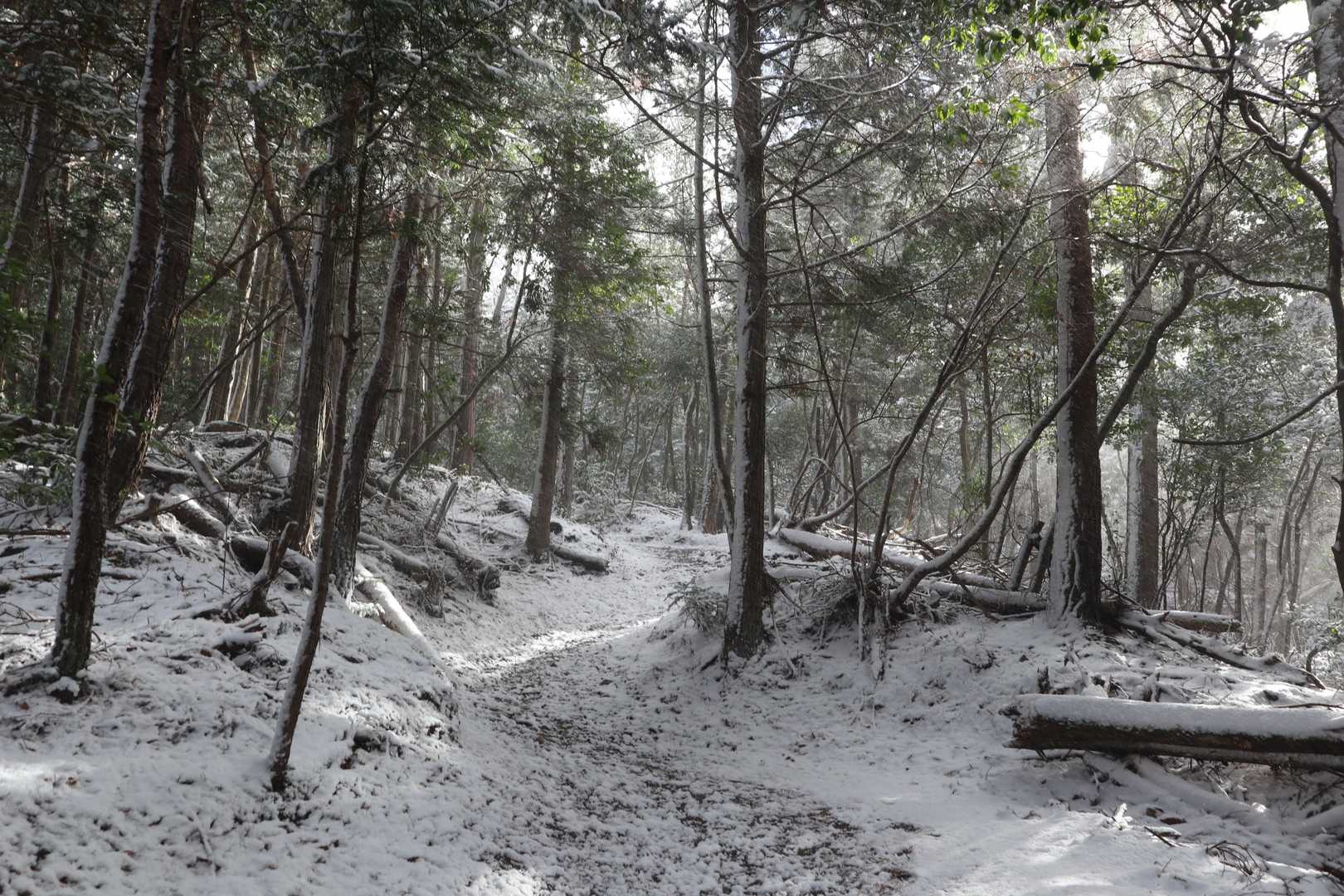 徐々に道も雪が積もってきました。