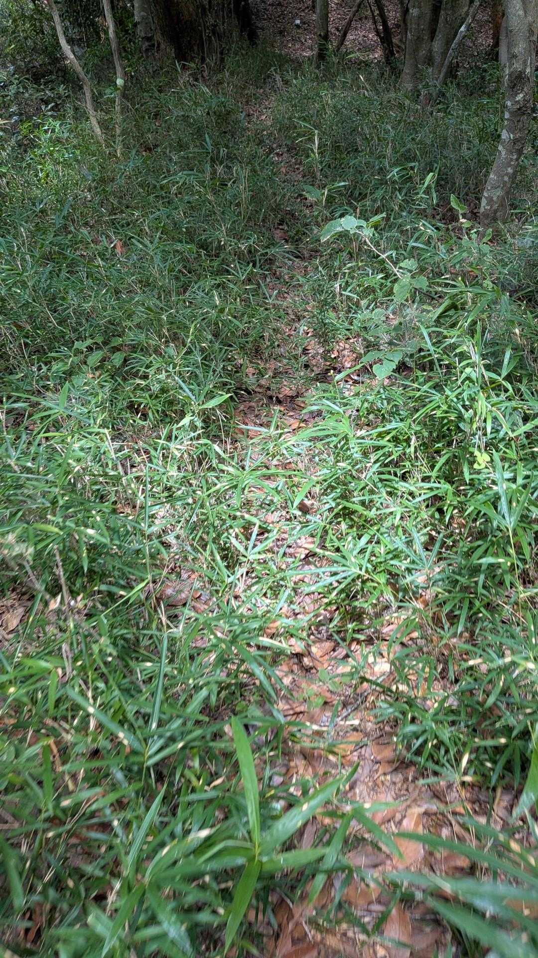 下山時、やっぱり今日もヒャッとする道迷いを一瞬しまして泣きそうになり、
正解はこの道でしたが　一部、藪漕ぎしました😭