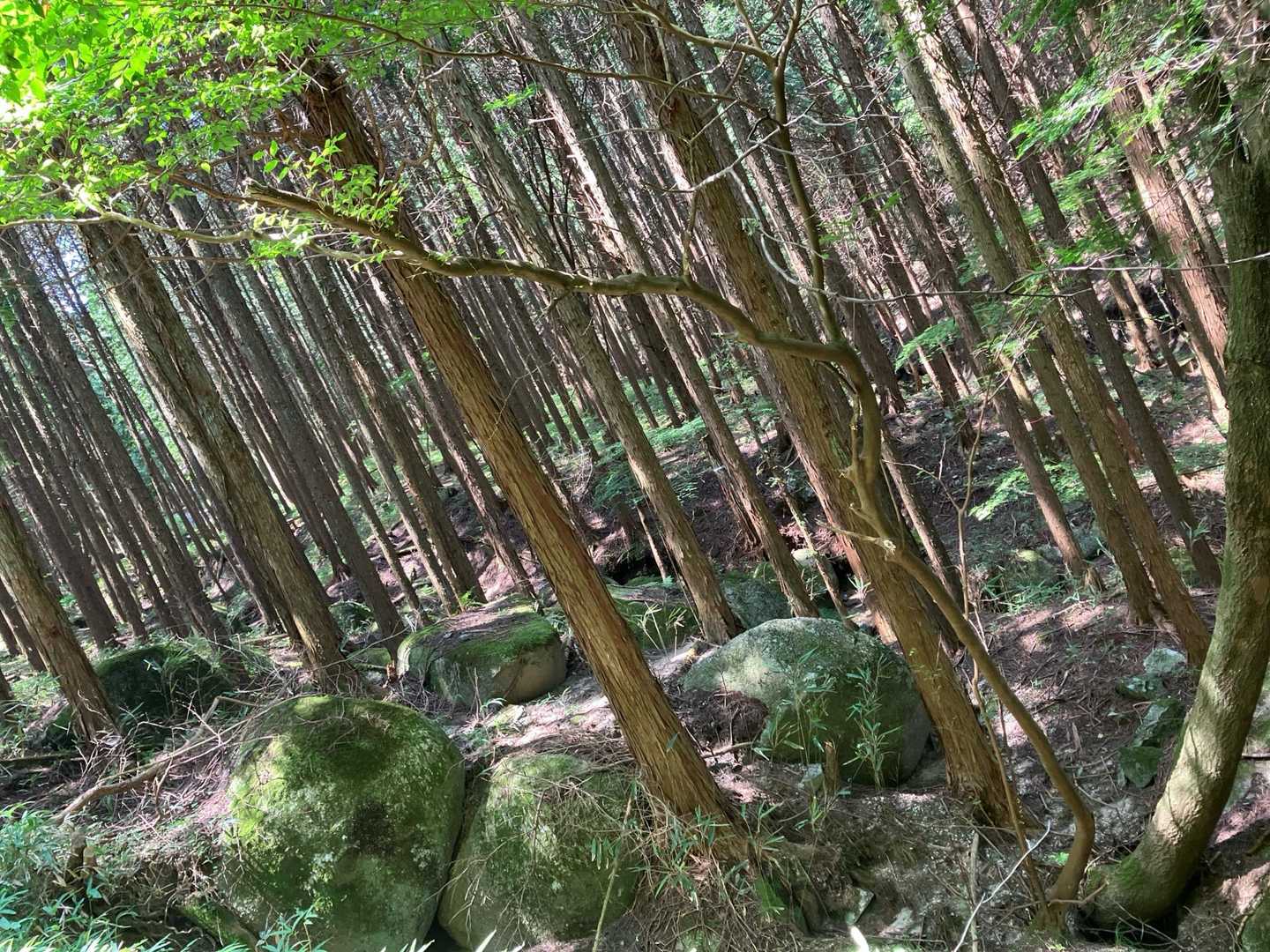 所々に🪨