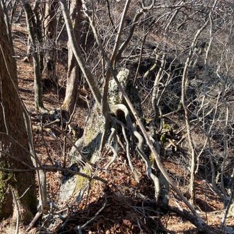 岩から根っこが伸びてがんばってる樹木