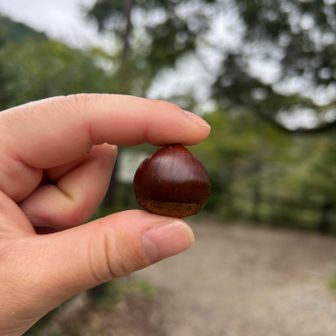 これぞ‼️
「ホットクリミット🌰🎶」