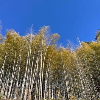 青空と竹林