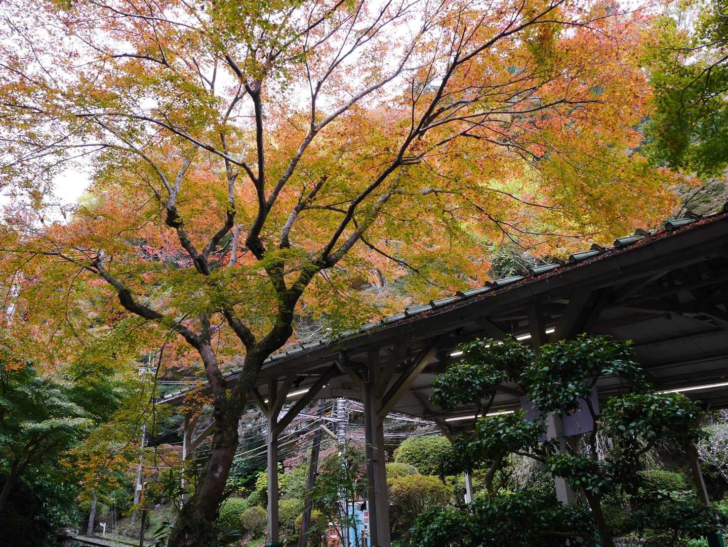 ケーブル乗り場横の紅葉🍁