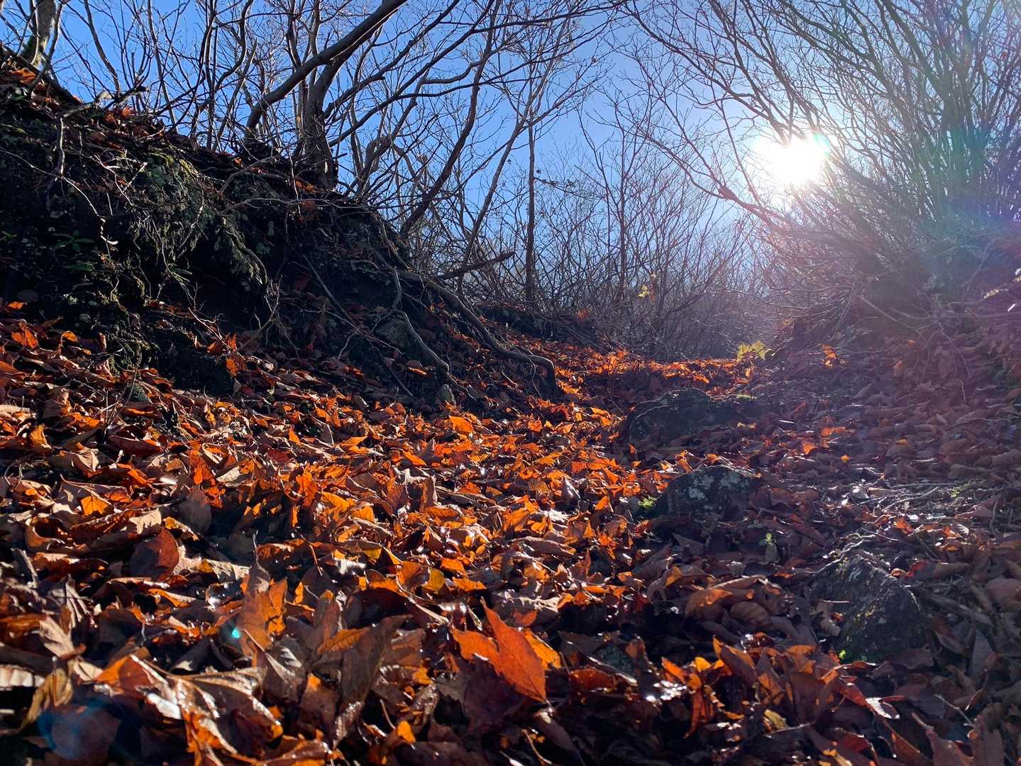 🍁🍁