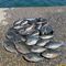 釣オヤジs