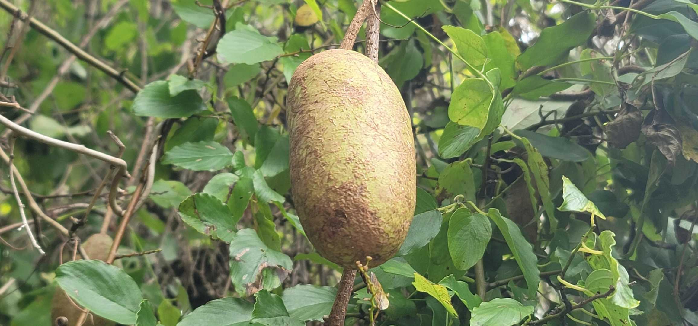 涼しいはずと思ったけど蒸し暑い
早速のご褒美ムベ？