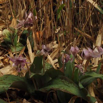 なんの花だろう🤔