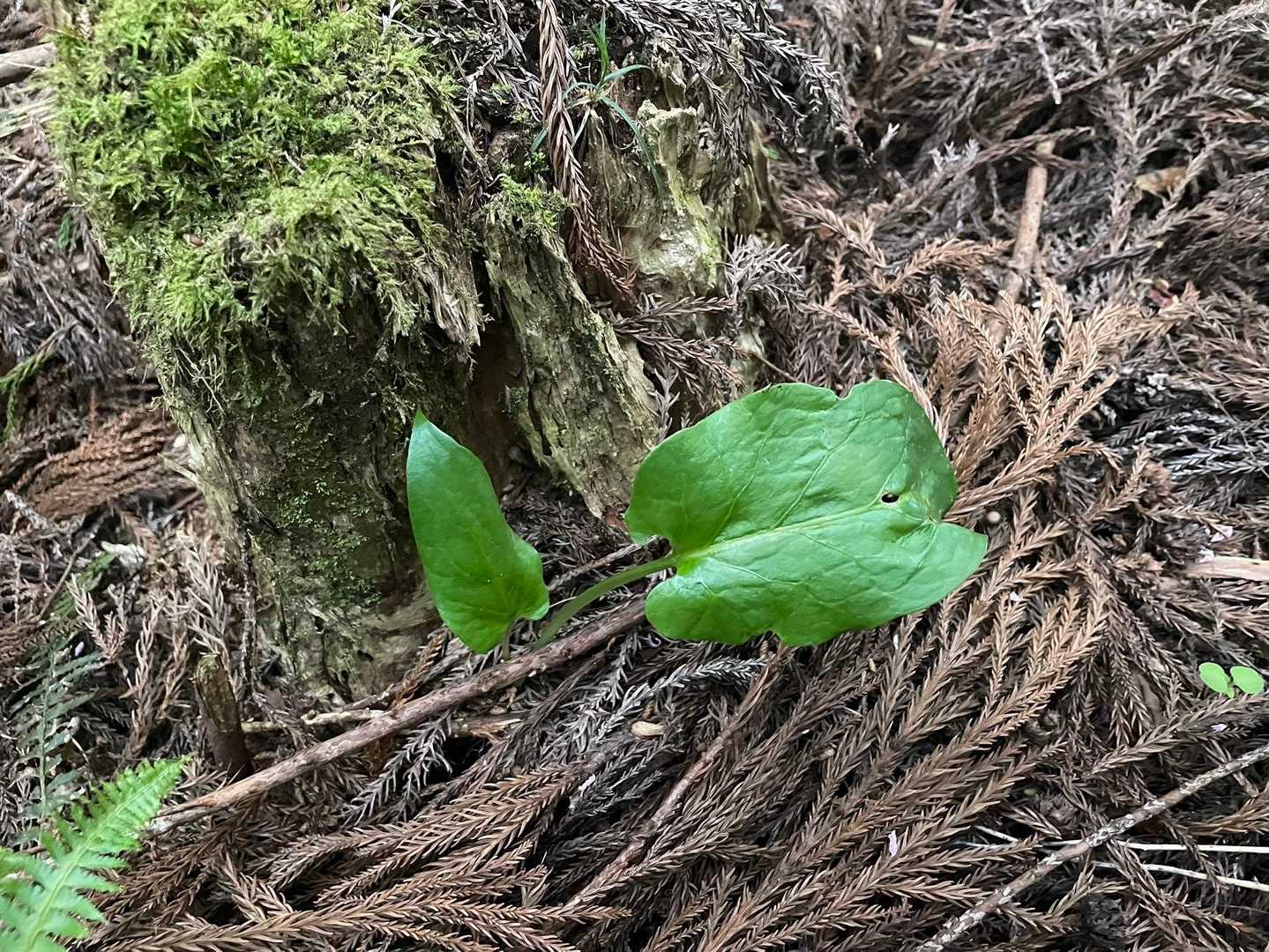 結構好きなお花
姥百合（ウバユリ）の葉🌱