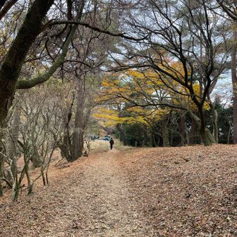 この辺から紅葉が。