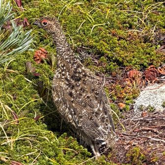 雷鳥の雄にも遭遇