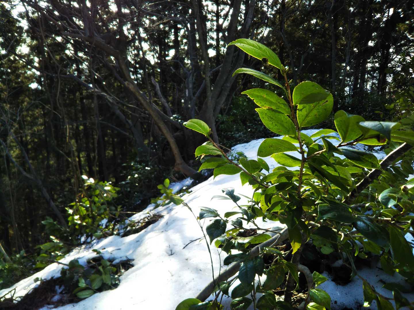 雪椿の森