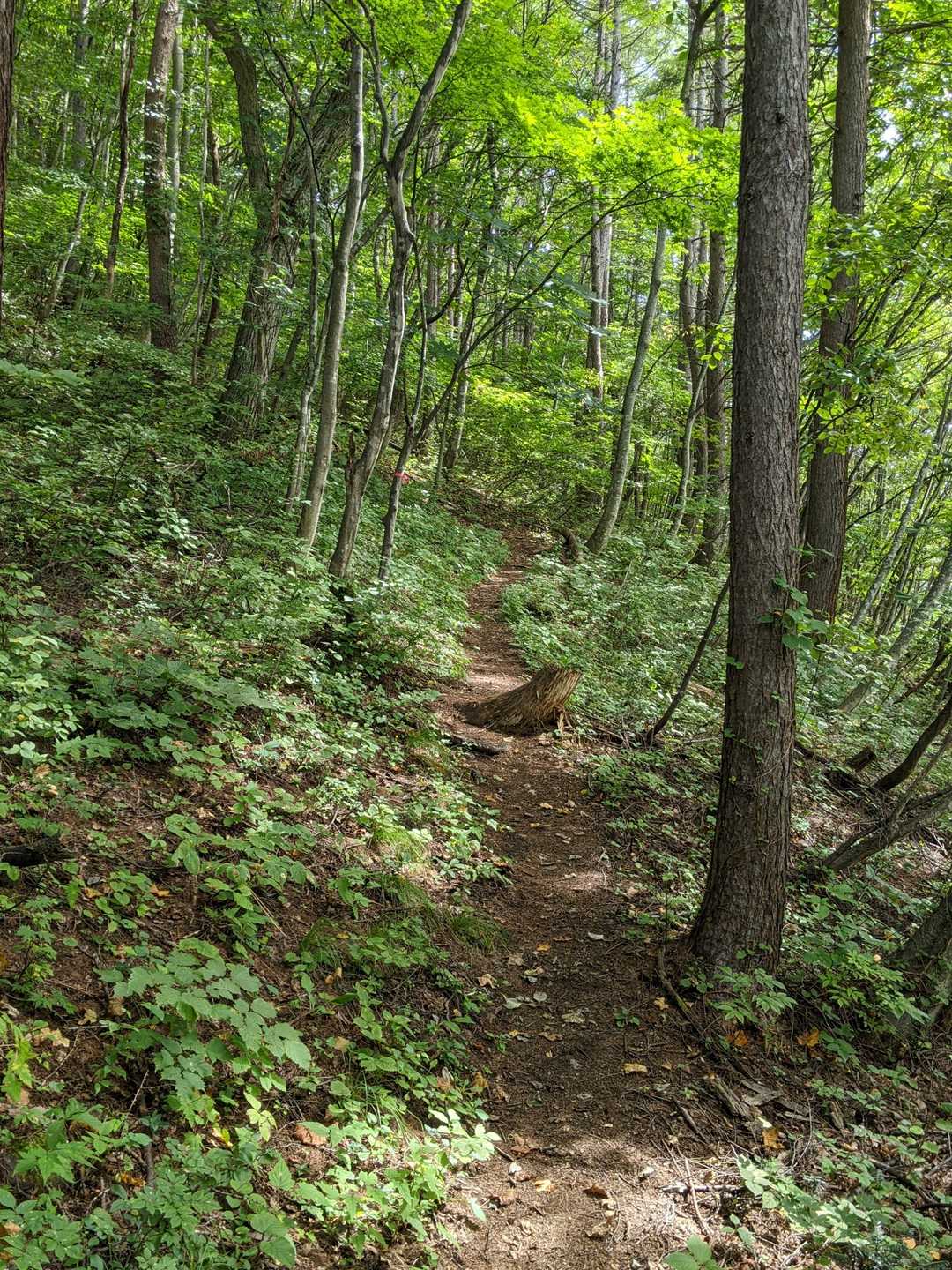 穏やか〜な登山道