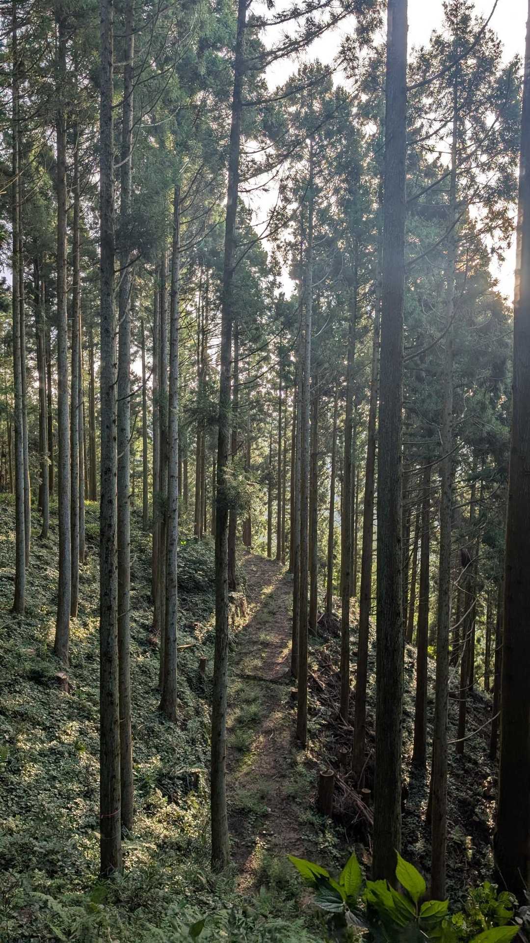 五徳越峠-牛斬峠-牛斬山 周回コースの写真
