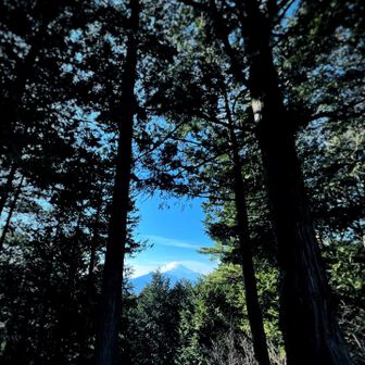 九鬼山からの富士山
木々の隙間から浮かび上がる勇姿