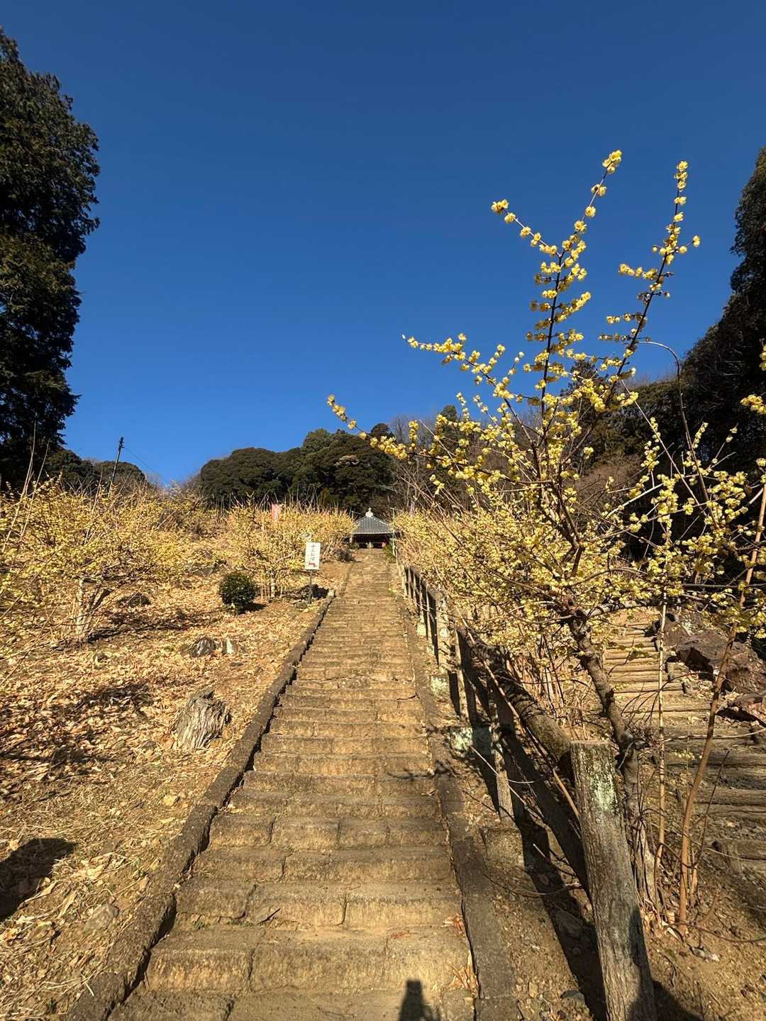 晃石山-青入山-桜峠 周回コースの写真