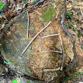 切り株をみて長男が満観峰にあったやつを思い出して、作りたいというので自作しました