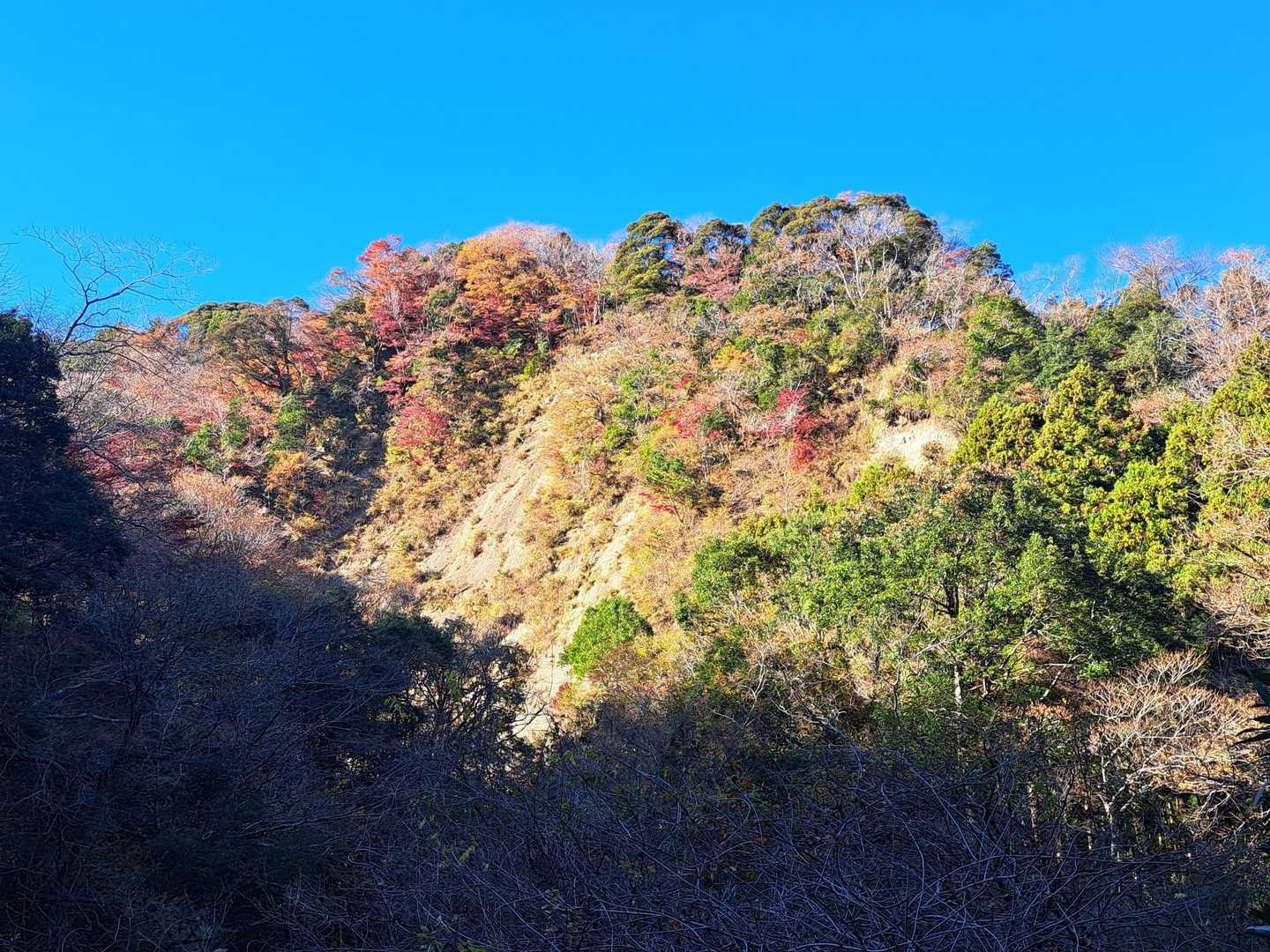 上の方は綺麗🍁