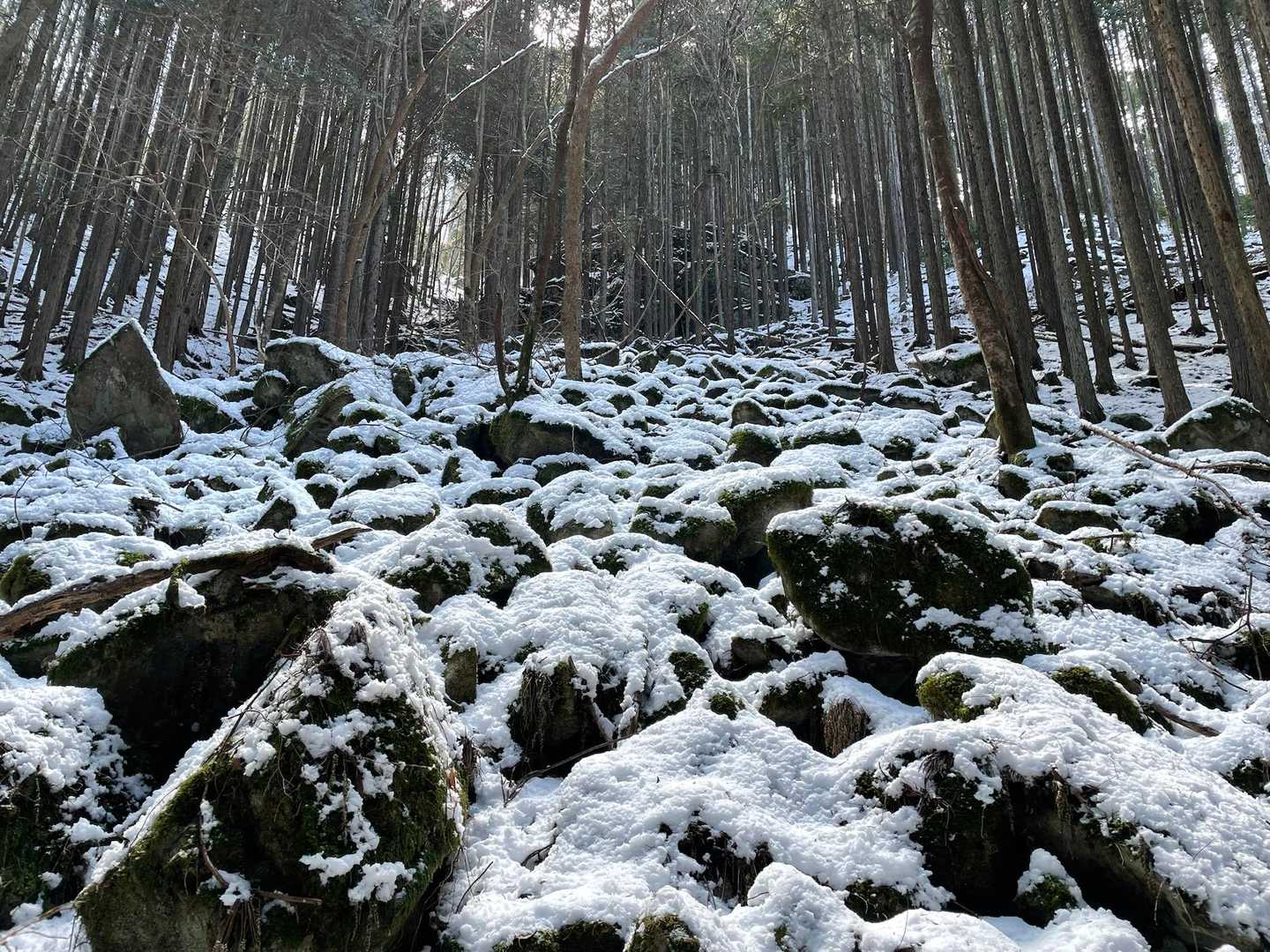 苔ゾーン。
楽しみにしていましたが、今日は雪が被っていました。残念でしたが、これはこれで美しい。
