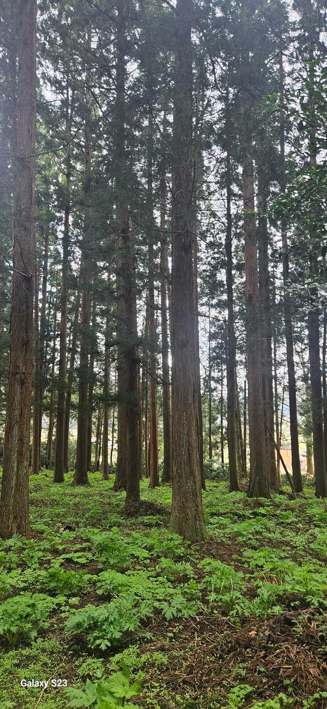 日吉神社の杉