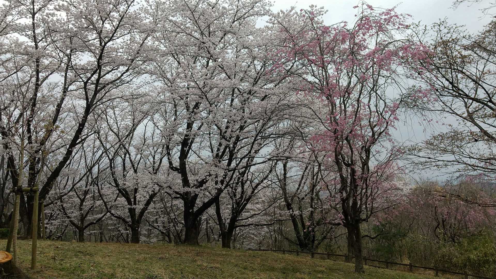 庚申山-ふじふれあい館 周回コースの写真