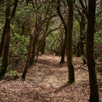 地蔵山山頂付近。誰もいない寂しい森。
でもこういう雰囲気結構好き。