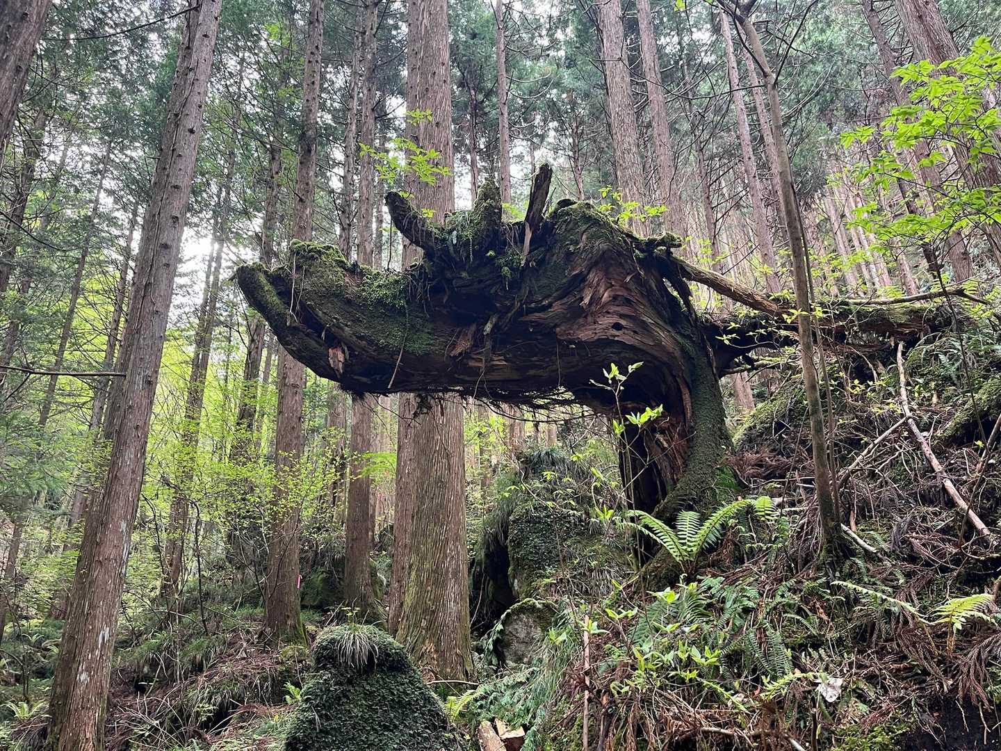 ぜったい🐉