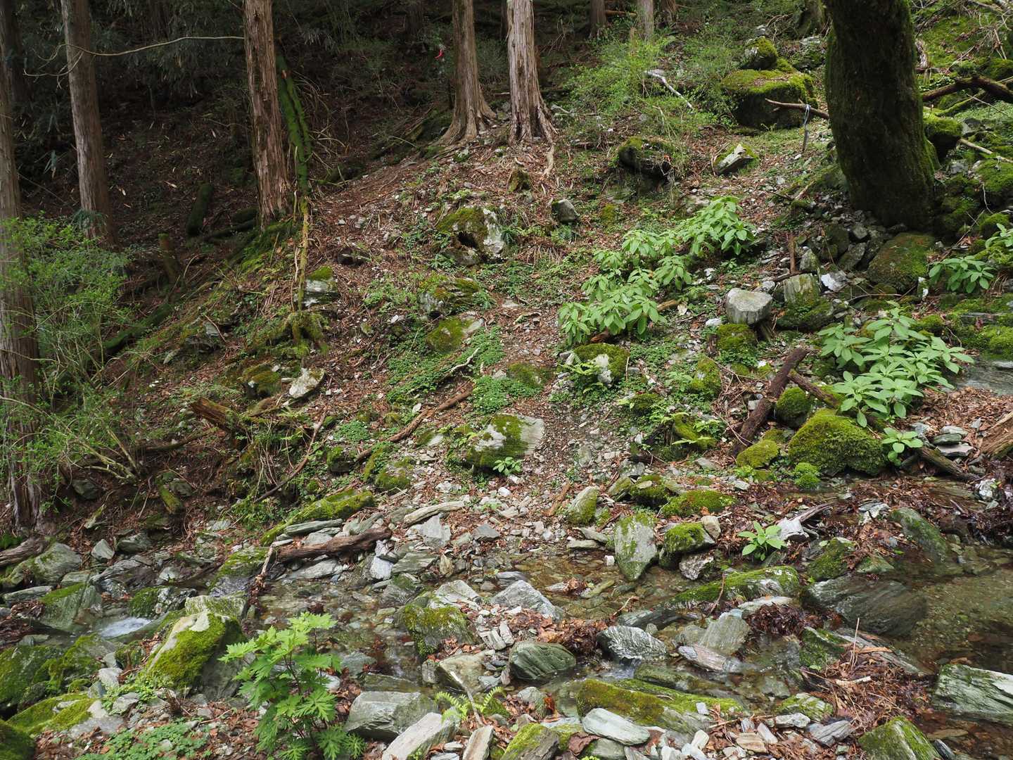 最後の渡渉
スギの植林地をひと登りすると