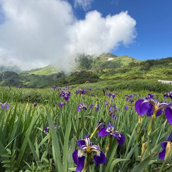 あやめも沢山
