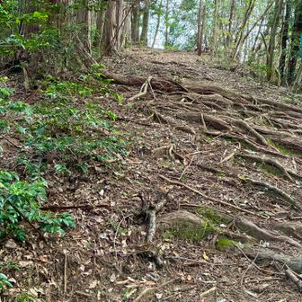 根っこの道⤴︎
広くて程よい登り