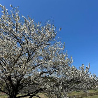 さっき展望台から見えた桜が目の前