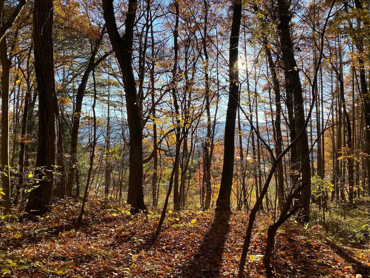 日差しが入る方向は、紅葉した葉が黄金に光り綺麗です。