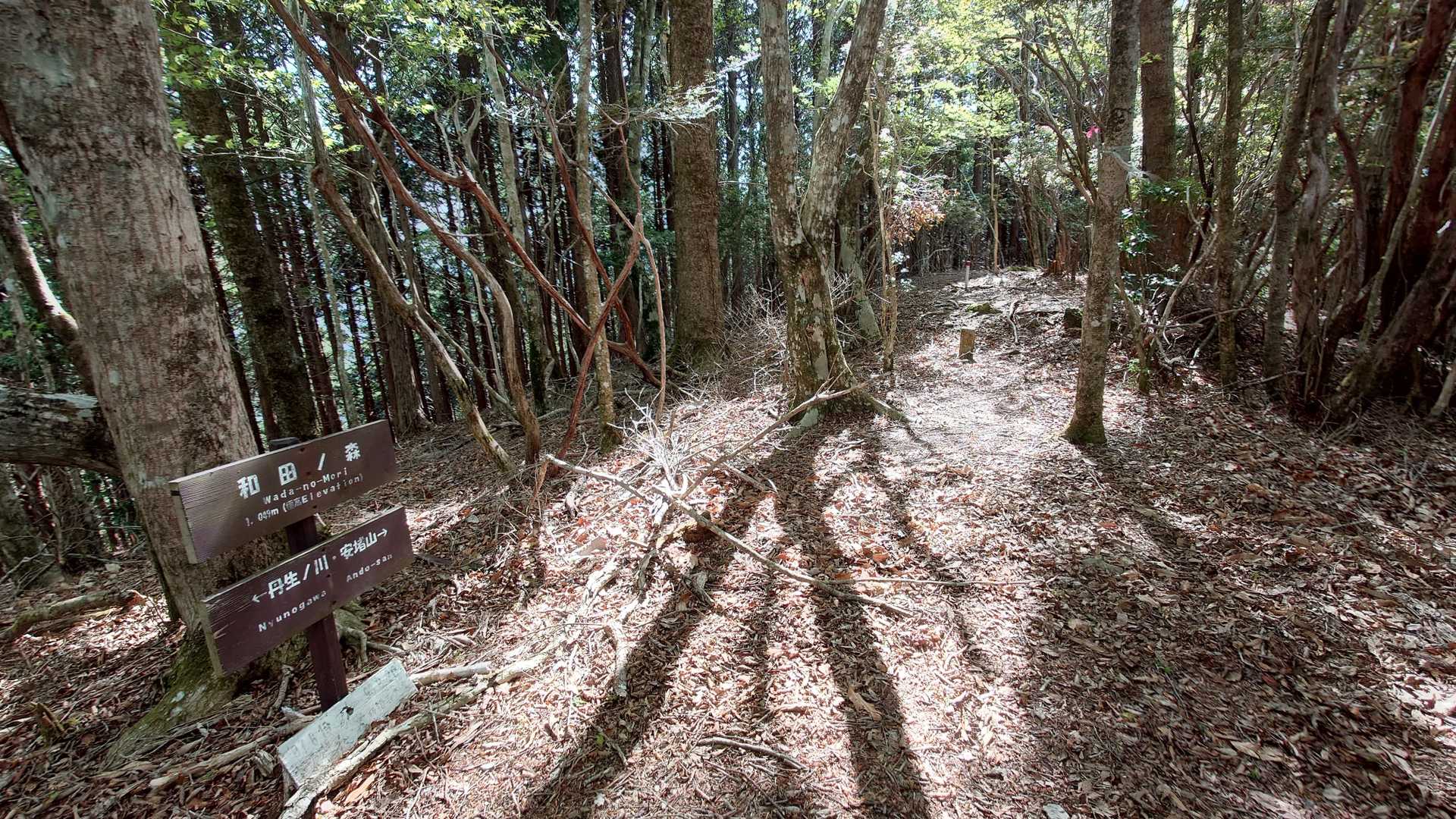 和田ノ森に到着。
以後しばらく緩やかなアップダウンになります。