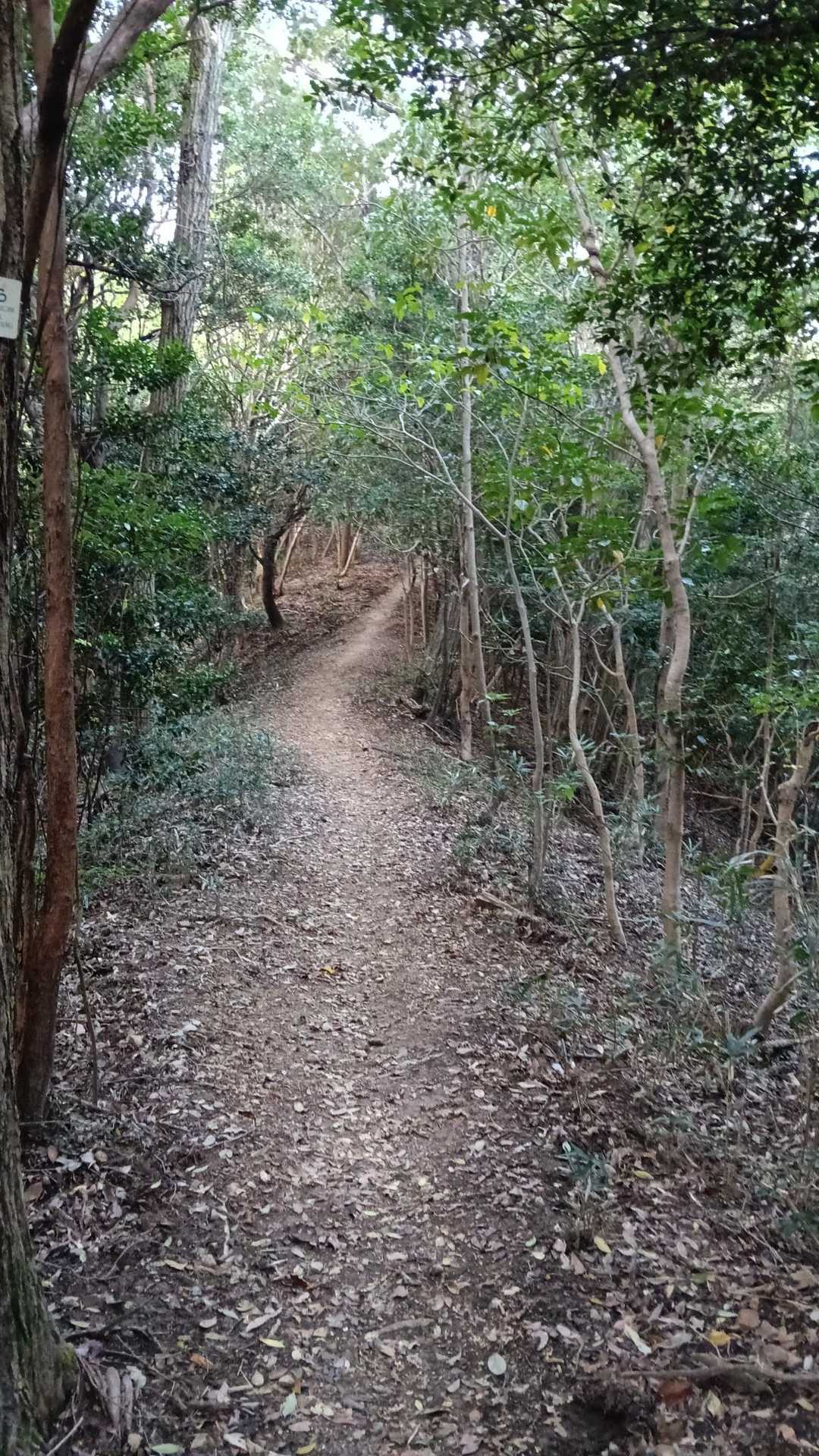 歩きやすい道が続きます🎶