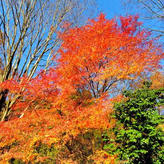 紅葉🍁