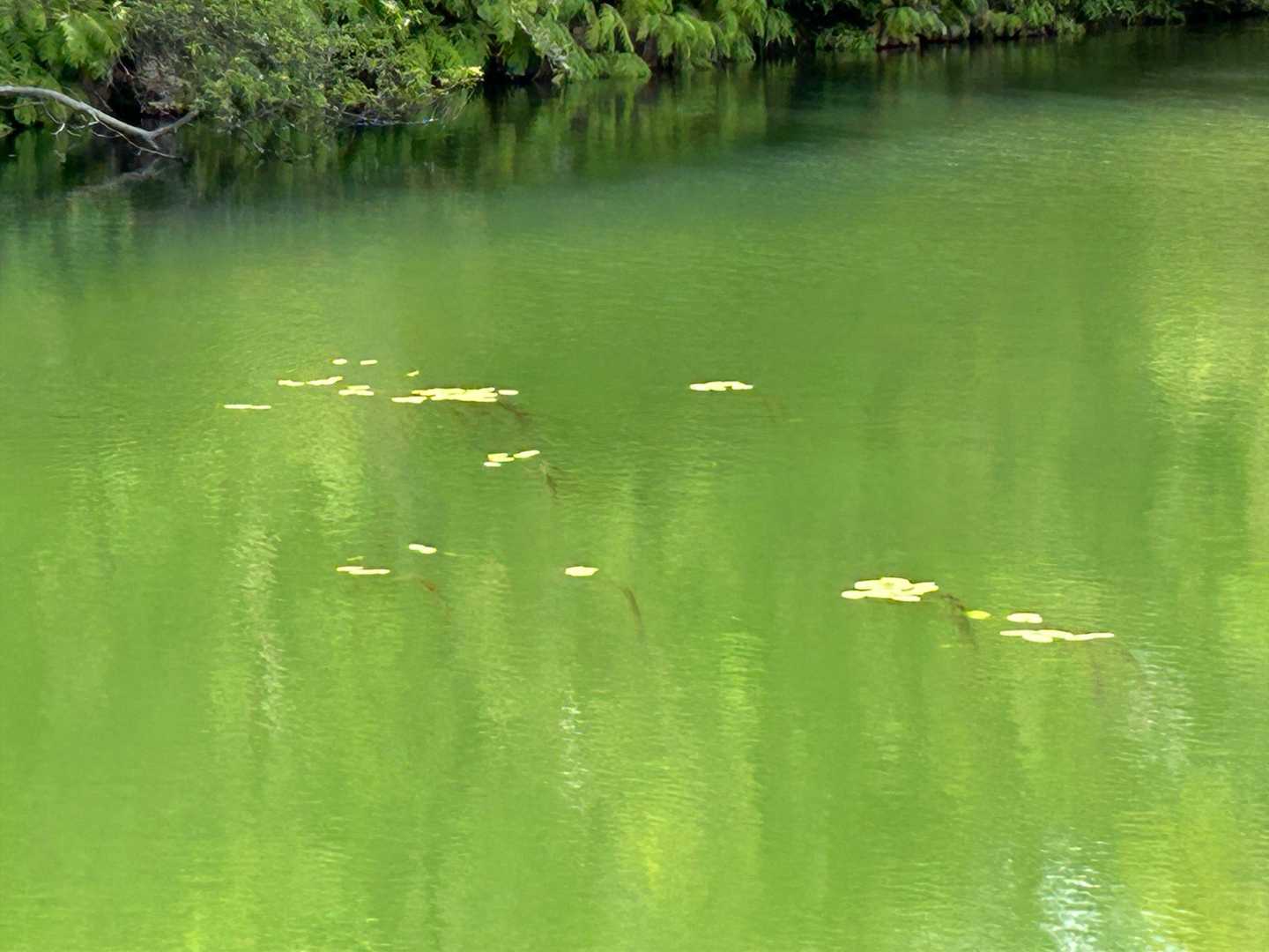 浮き草。