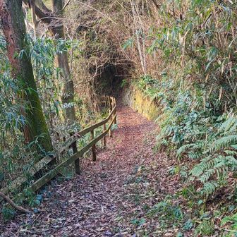 落ち葉たっぷりの下山道🍂
