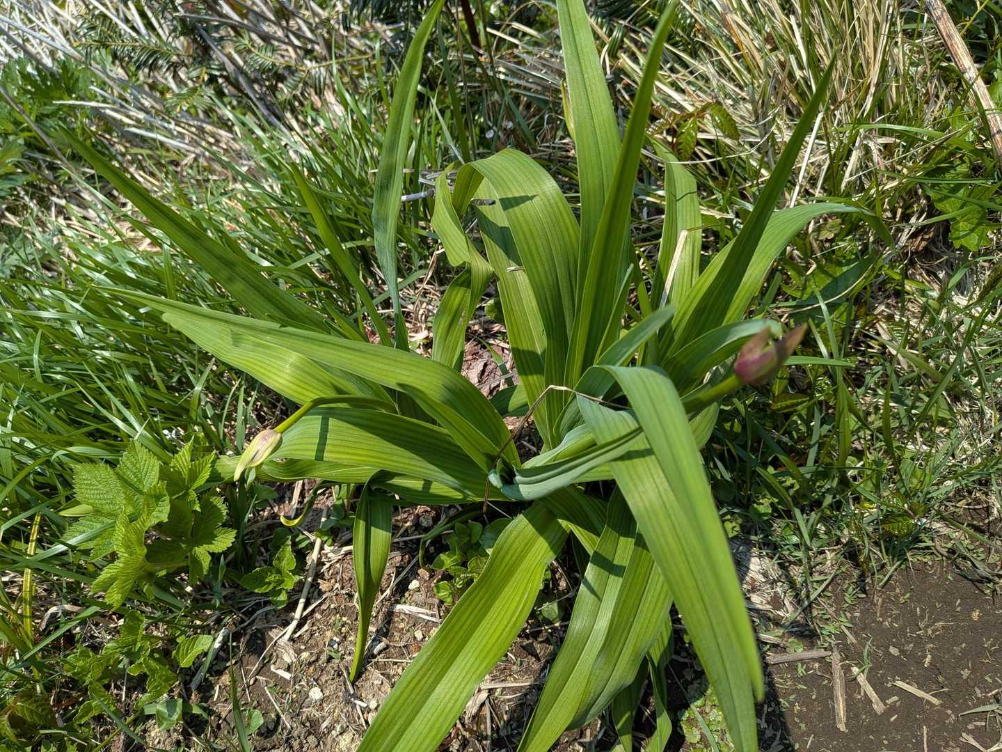 これは何かな？
まだ蕾