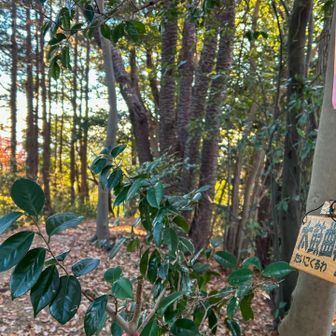 地図に新しく載ってた太鼓曲輪ノ頭。山頂に新しい標識が。気になって調べたら、太鼓曲輪尾根は八王子城の外郭として防御線を担ってたらしいです。八王子城、デカっ😳