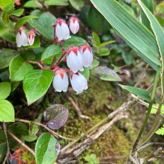 帰りがけにアカモノめっけ👀

田代山湿原は花いっぱいで良かったですぅ