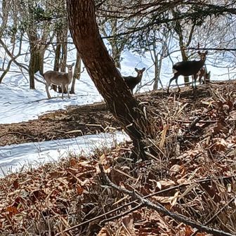 カモシカに見送られましたぁー
